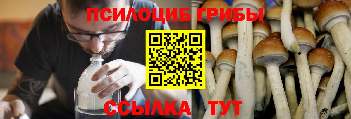 Псилоцибиновые грибы GOLDEN TEACHER Тара